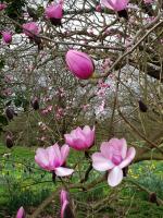 Albums/20200303-Kew Gardens/2